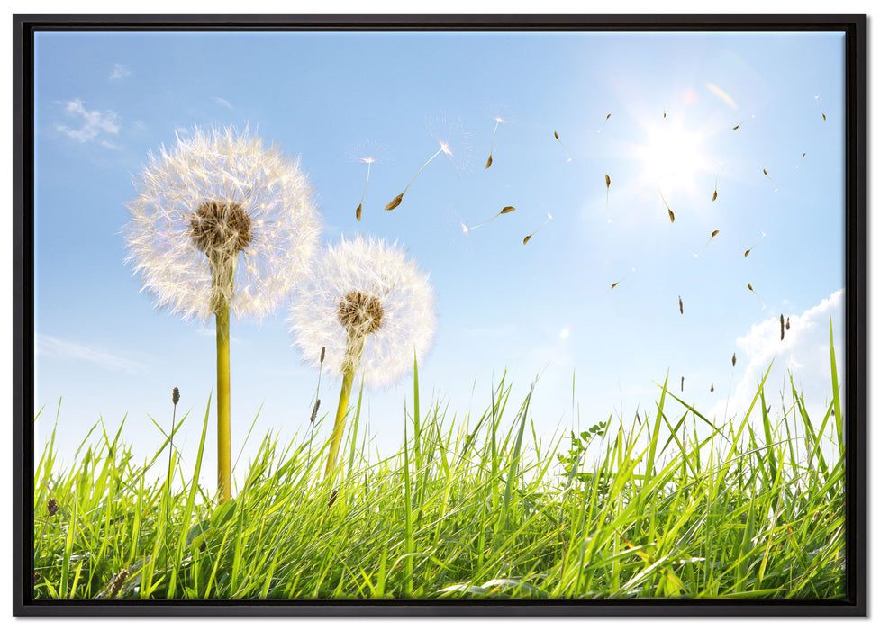 Pusteblumen auf Frühlingswiese auf Leinwandbild gerahmt Größe 100x70