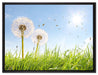 Pusteblumen auf Frühlingswiese auf Leinwandbild gerahmt Größe 80x60