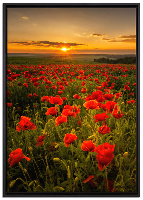 Mohnwiese im Sonnenuntergang auf Leinwandbild gerahmt Größe 100x70