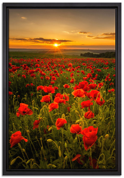 Mohnwiese im Sonnenuntergang auf Leinwandbild gerahmt Größe 60x40