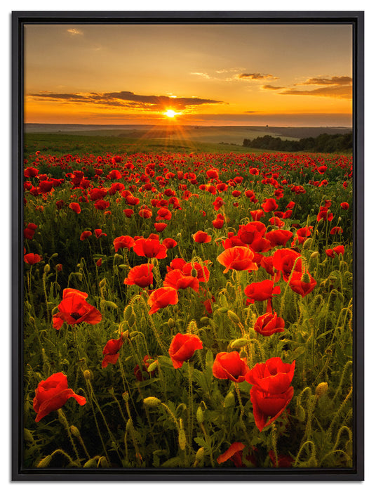 Mohnwiese im Sonnenuntergang auf Leinwandbild gerahmt Größe 80x60
