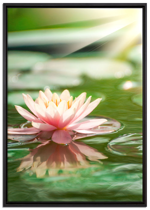 Seerose Wasseroberfläche auf Leinwandbild gerahmt Größe 100x70