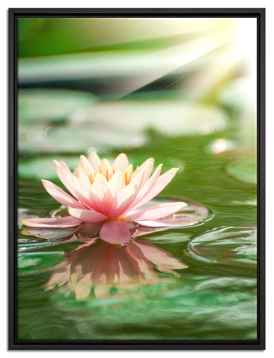Seerose Wasseroberfläche auf Leinwandbild gerahmt Größe 80x60