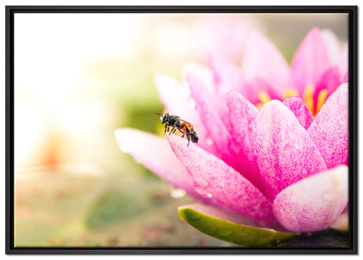 Winziges Biene auf Seerosenblüte auf Leinwandbild gerahmt Größe 100x70