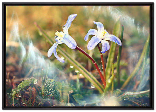 Kleine Lila Waldblume auf Leinwandbild gerahmt Größe 100x70
