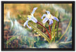 Kleine Lila Waldblume auf Leinwandbild gerahmt Größe 60x40