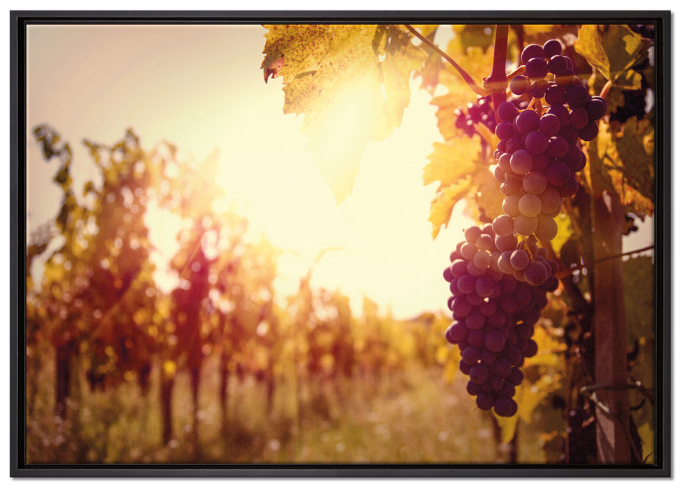 Weinberg im Abendlicht auf Leinwandbild gerahmt Größe 100x70