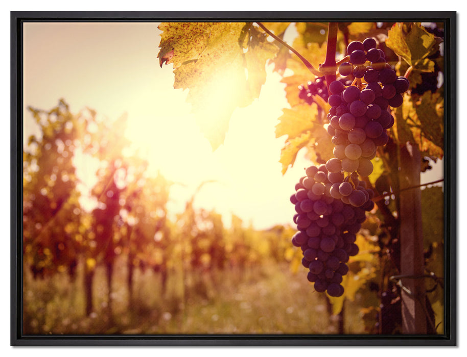 Weinberg im Abendlicht auf Leinwandbild gerahmt Größe 80x60