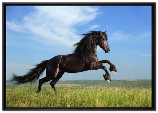 Schwarzer Hengst auf grünen Wiese auf Leinwandbild gerahmt Größe 100x70