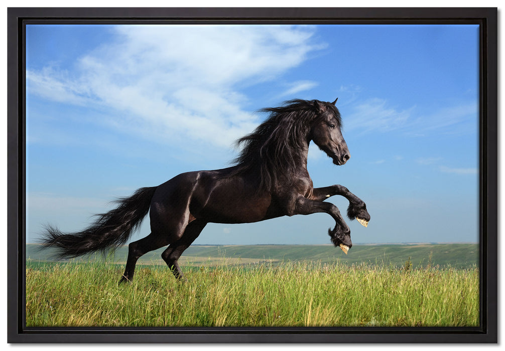 Schwarzer Hengst auf grünen Wiese auf Leinwandbild gerahmt Größe 60x40