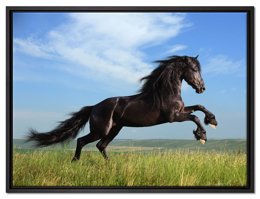Schwarzer Hengst auf grünen Wiese auf Leinwandbild gerahmt Größe 80x60