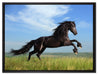 Schwarzer Hengst auf grünen Wiese auf Leinwandbild gerahmt Größe 80x60