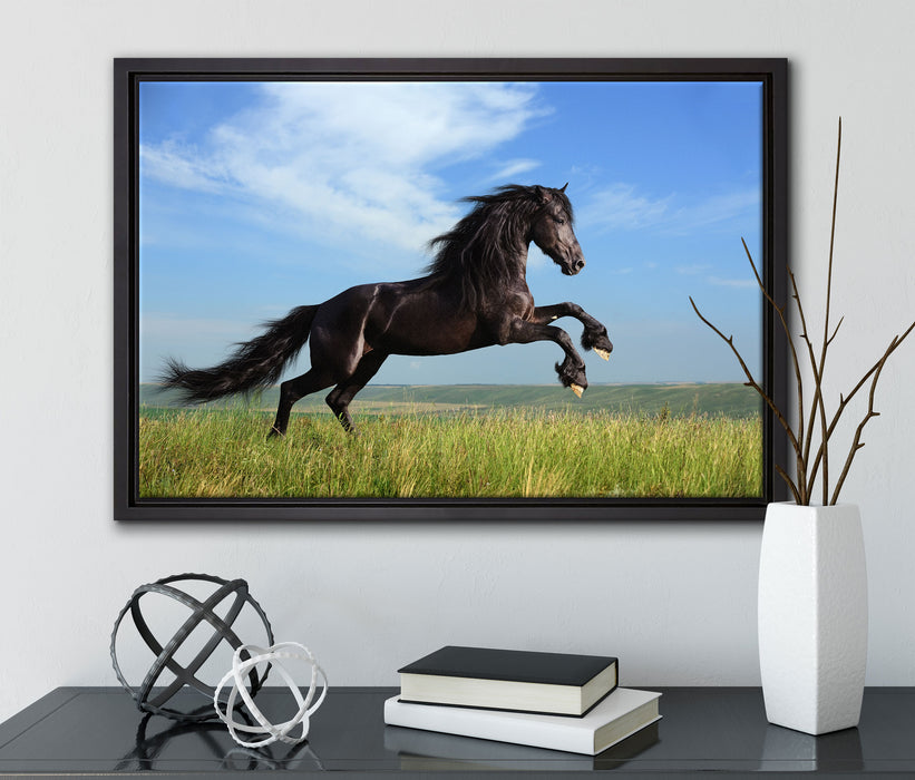 Schwarzer Hengst auf grünen Wiese auf Leinwandbild gerahmt mit Kirschblüten