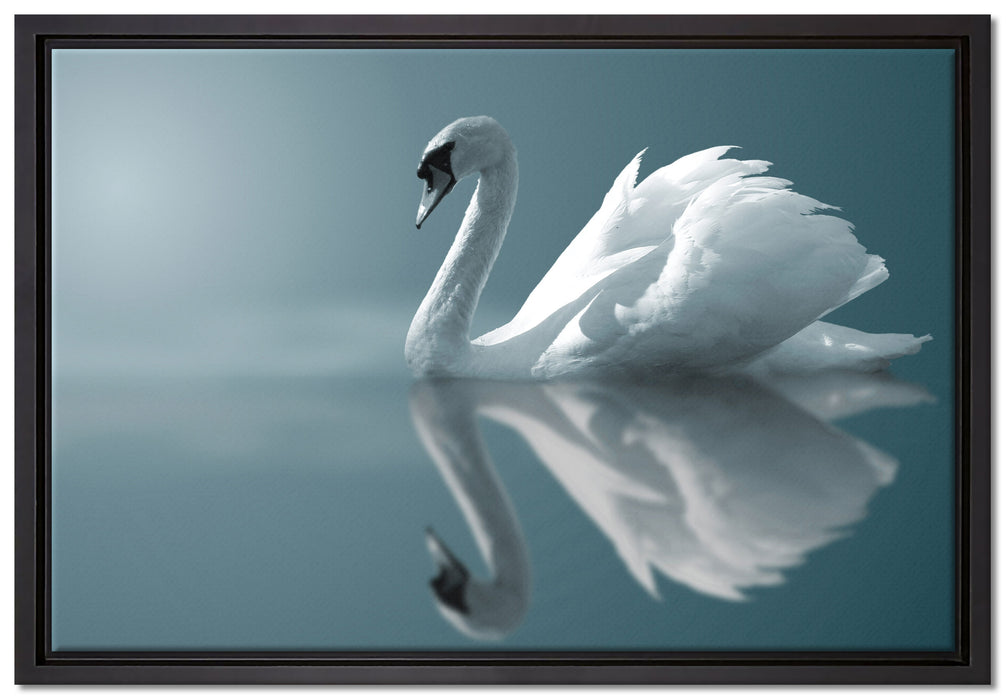 Edler weißer Schwan auf See auf Leinwandbild gerahmt Größe 60x40
