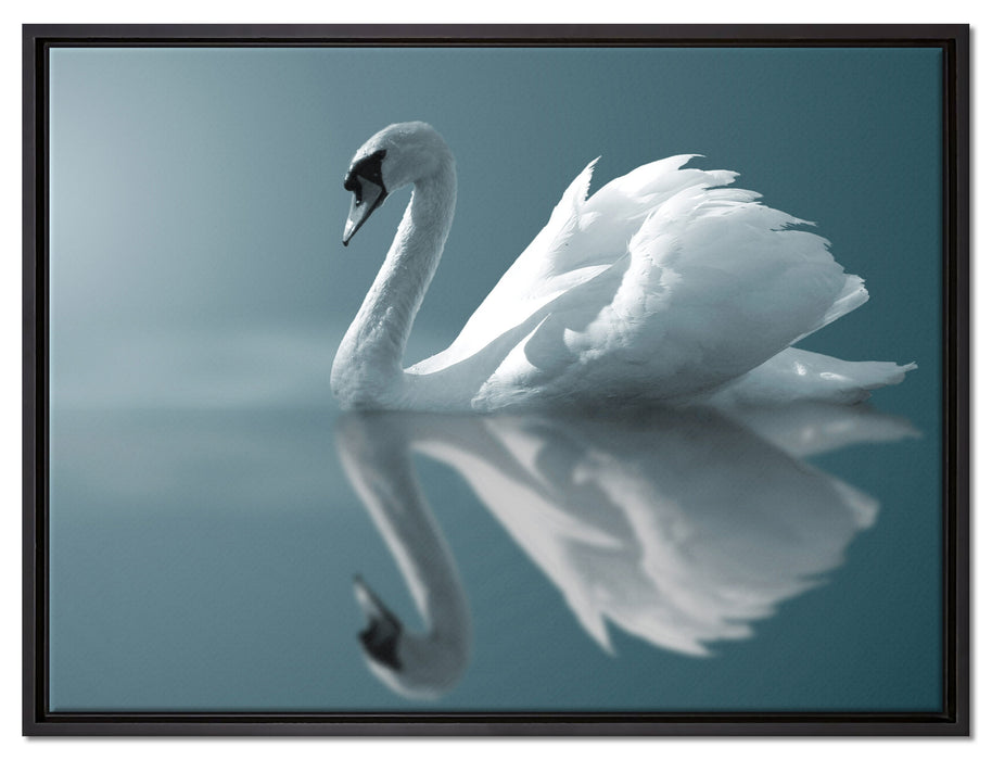 Edler weißer Schwan auf See auf Leinwandbild gerahmt Größe 80x60