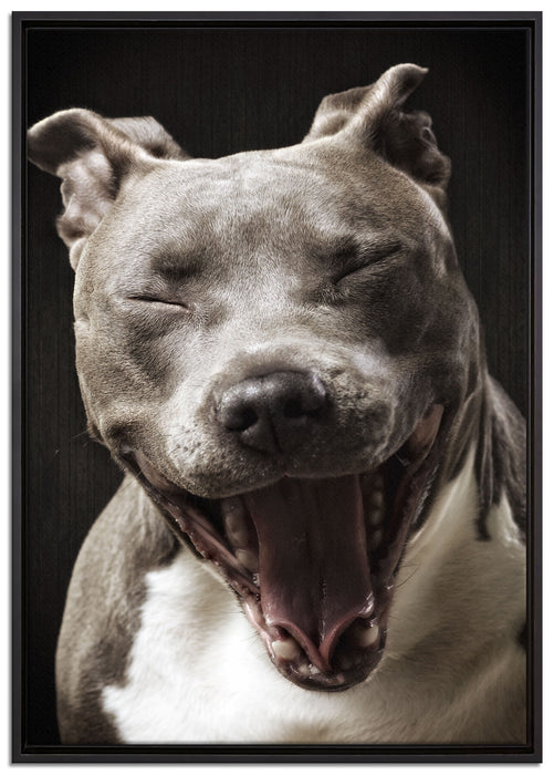 Lachender Pitbull auf Leinwandbild gerahmt Größe 100x70
