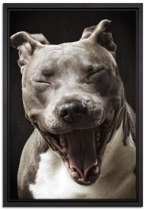 Lachender Pitbull auf Leinwandbild gerahmt Größe 60x40