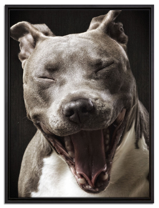 Lachender Pitbull auf Leinwandbild gerahmt Größe 80x60