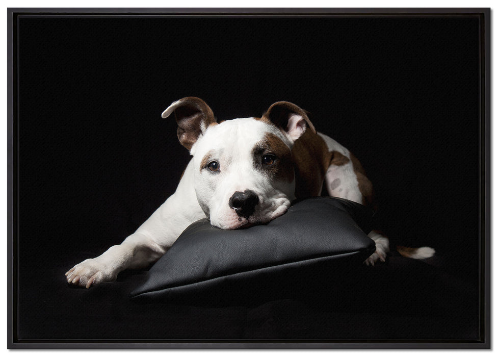 Dark Süßer American Staffordshire auf Leinwandbild gerahmt Größe 100x70