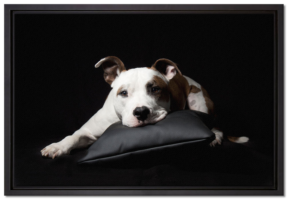 Dark Süßer American Staffordshire auf Leinwandbild gerahmt Größe 60x40