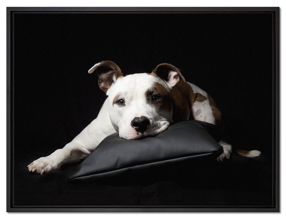 Dark Süßer American Staffordshire auf Leinwandbild gerahmt Größe 80x60