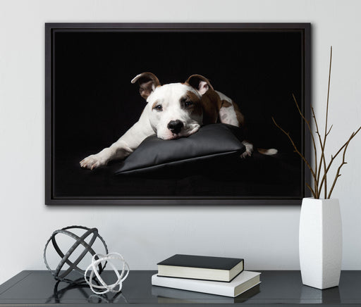 Dark Süßer American Staffordshire auf Leinwandbild gerahmt mit Kirschblüten