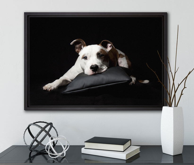 Dark Süßer American Staffordshire auf Leinwandbild gerahmt mit Kirschblüten
