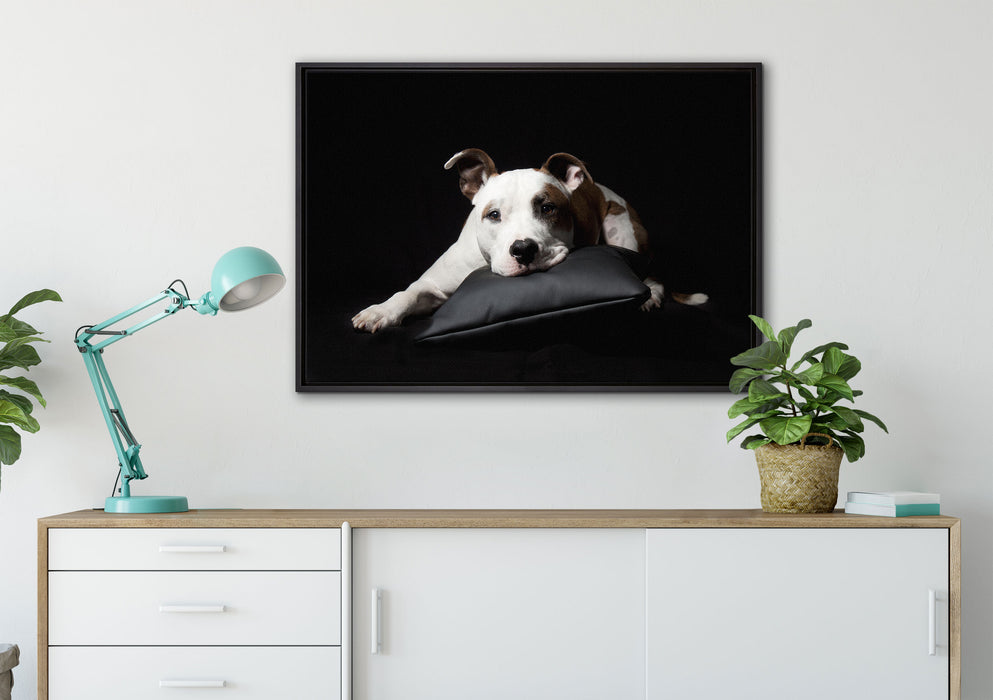 Dark Süßer American Staffordshire auf Leinwandbild gerahmt verschiedene Größen im Wohnzimmer