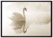 Schwan im Morgennebel auf Leinwandbild gerahmt Größe 100x70