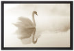 Schwan im Morgennebel auf Leinwandbild gerahmt Größe 60x40