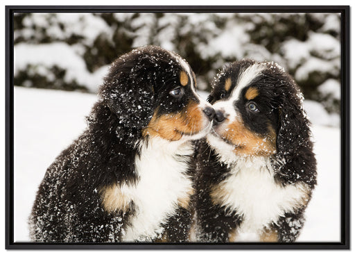 Bernersennen Hunde Welpen auf Leinwandbild gerahmt Größe 100x70