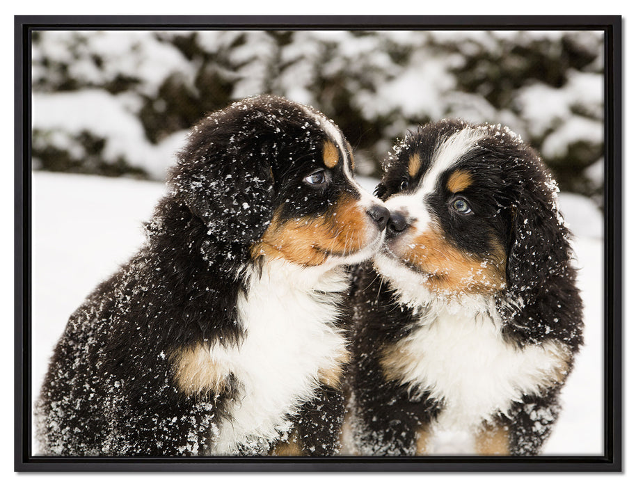 Bernersennen Hunde Welpen auf Leinwandbild gerahmt Größe 80x60
