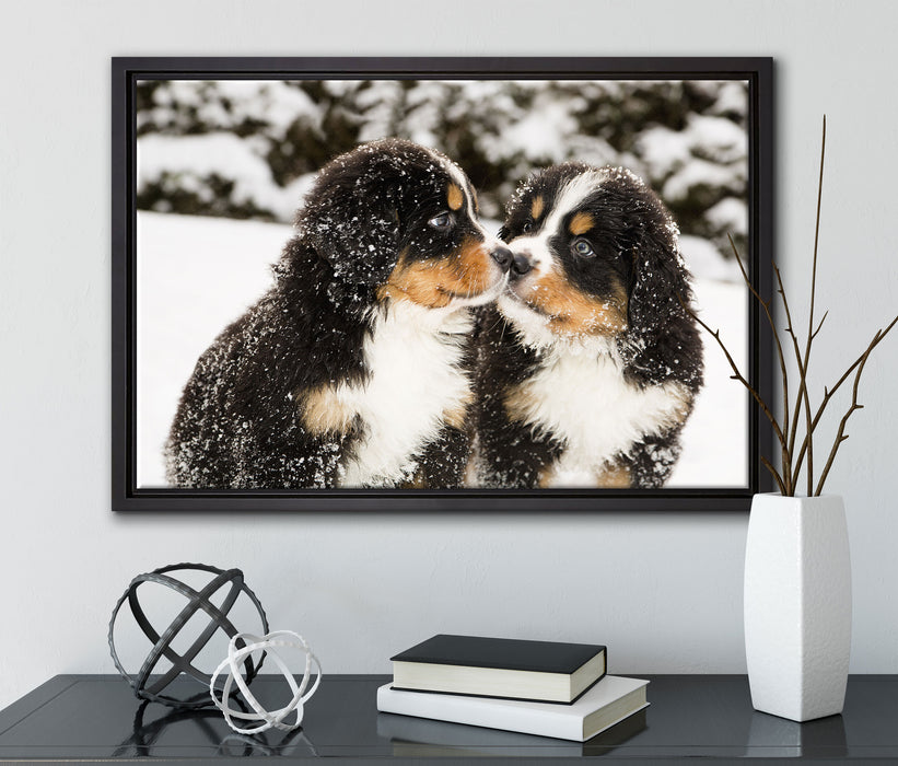 Bernersennen Hunde Welpen auf Leinwandbild gerahmt mit Kirschblüten