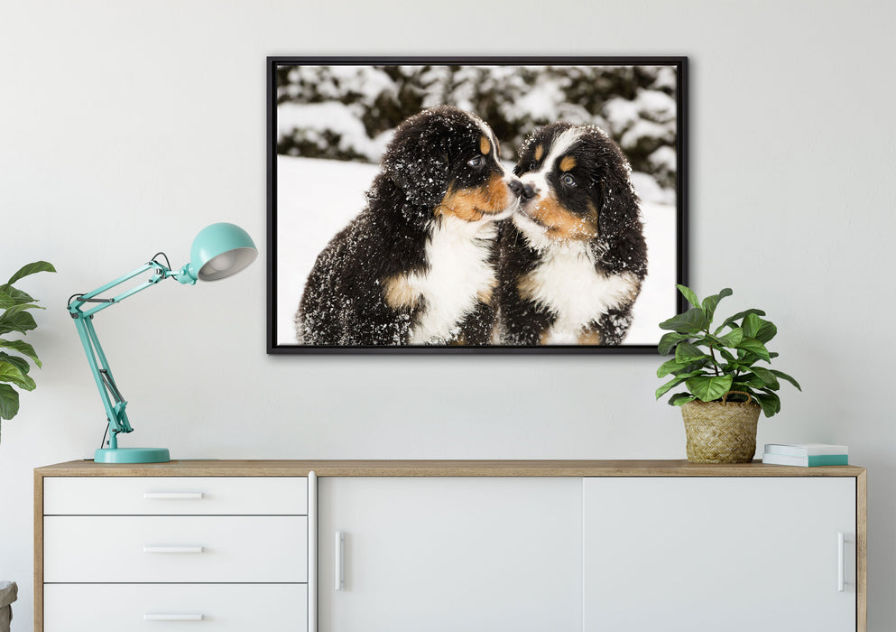 Bernersennen Hunde Welpen auf Leinwandbild gerahmt verschiedene Größen im Wohnzimmer