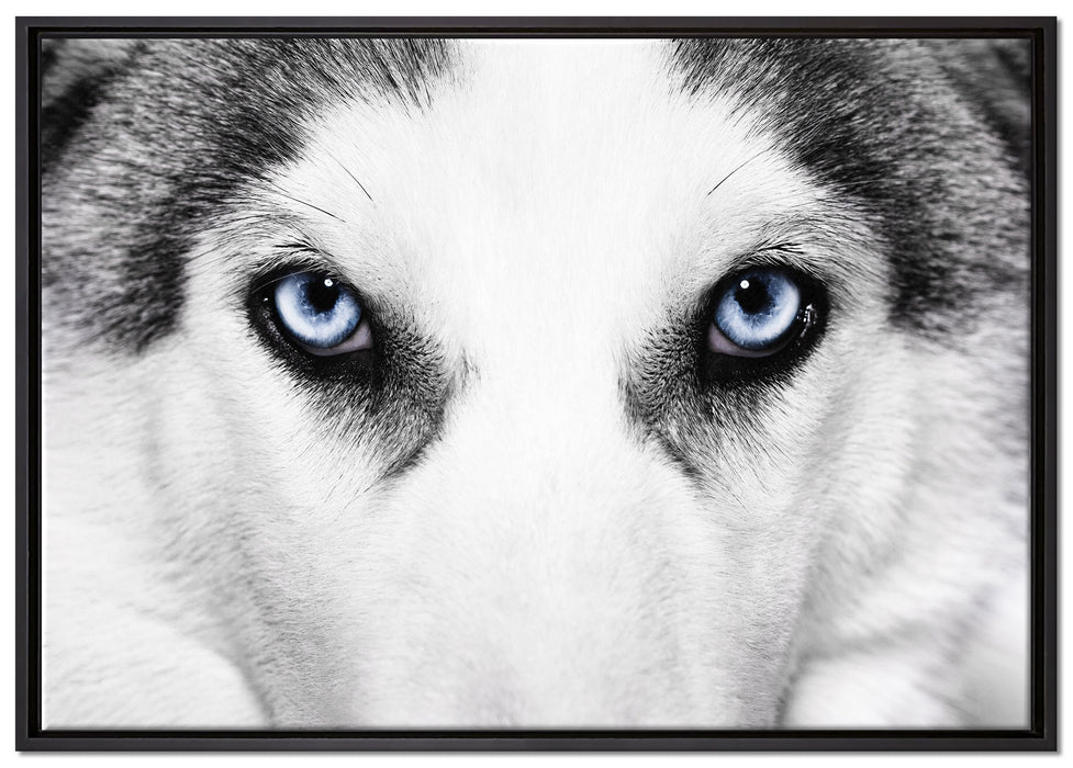 Husky mit Eisblauen Augen auf Leinwandbild gerahmt Größe 100x70