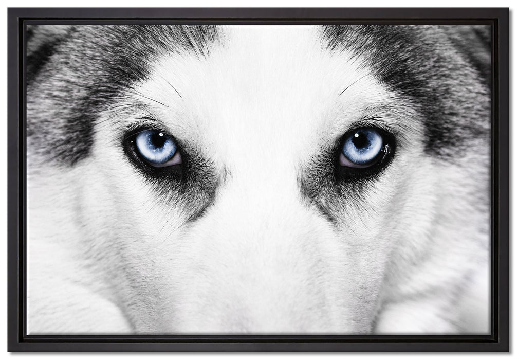 Husky mit Eisblauen Augen auf Leinwandbild gerahmt Größe 60x40