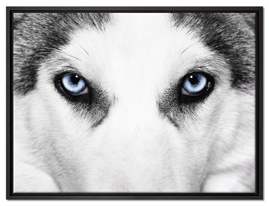 Husky mit Eisblauen Augen auf Leinwandbild gerahmt Größe 80x60