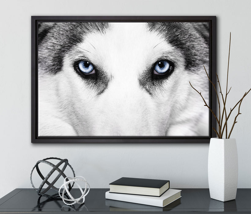 Husky mit Eisblauen Augen auf Leinwandbild gerahmt mit Kirschblüten