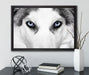 Husky mit Eisblauen Augen auf Leinwandbild gerahmt mit Kirschblüten