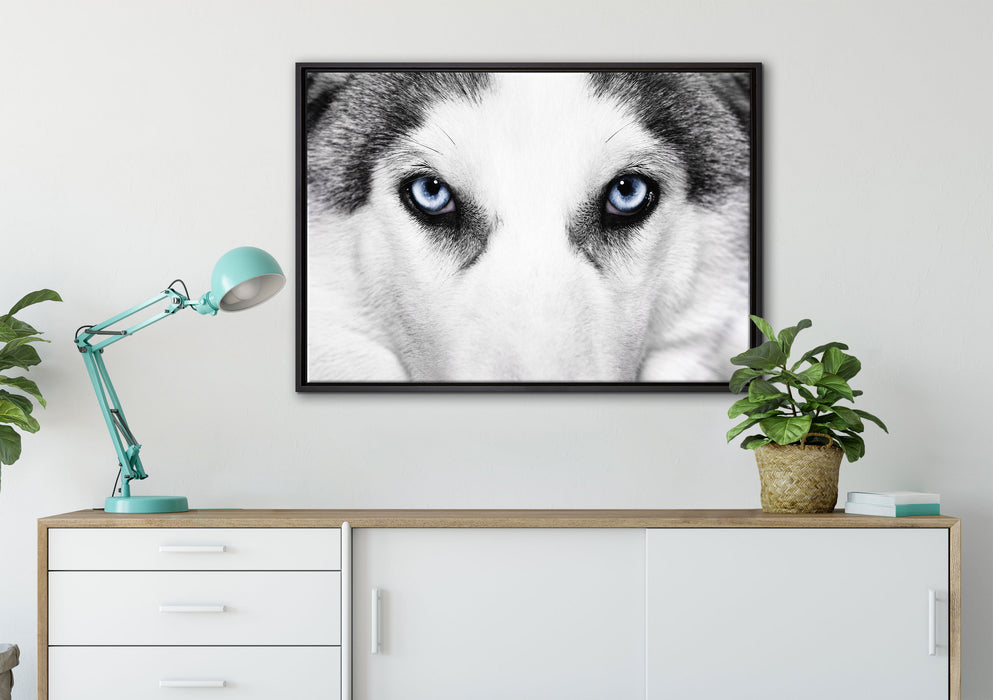 Husky mit Eisblauen Augen auf Leinwandbild gerahmt verschiedene Größen im Wohnzimmer