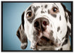 Süßer Dalmatiner auf Leinwandbild gerahmt Größe 100x70