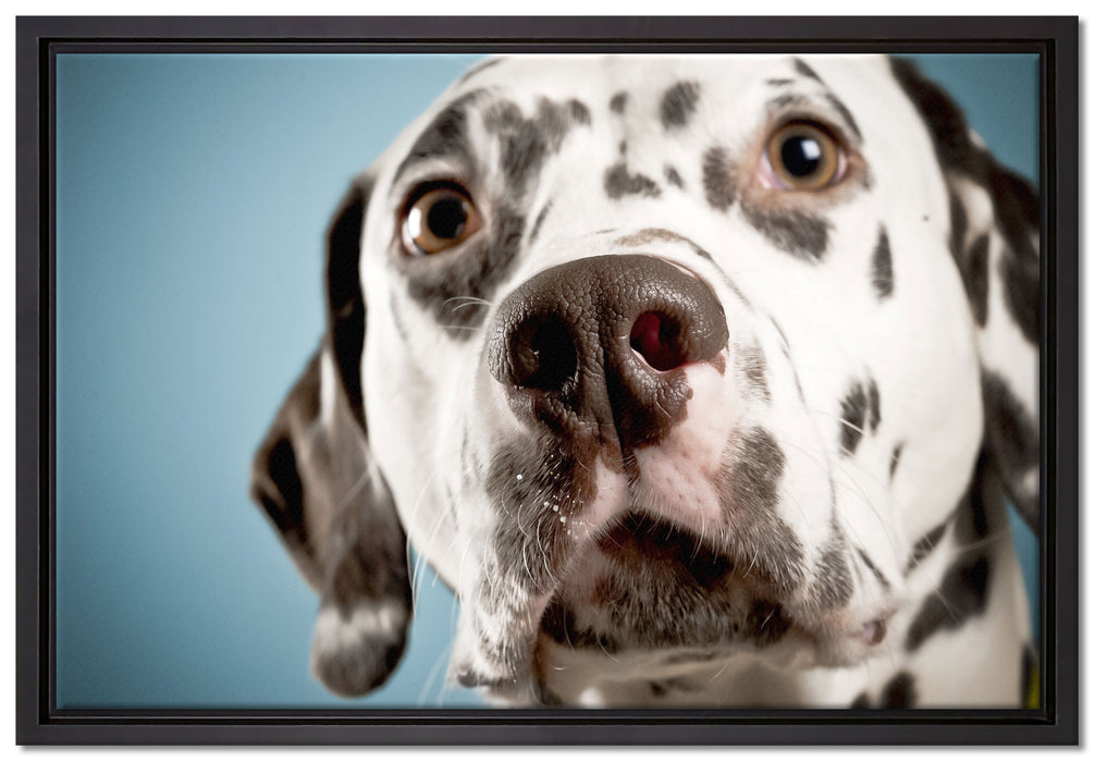 Süßer Dalmatiner auf Leinwandbild gerahmt Größe 60x40