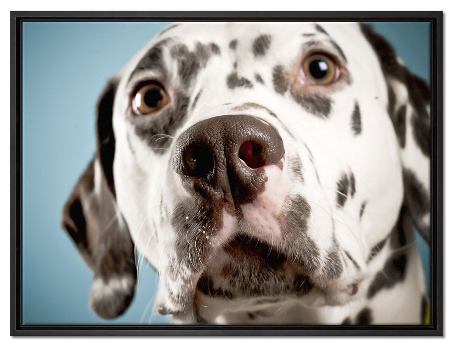 Süßer Dalmatiner auf Leinwandbild gerahmt Größe 80x60