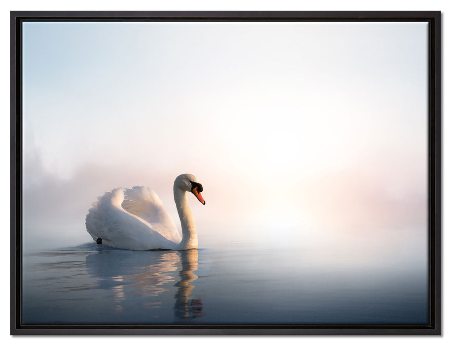 traumhafter weißer Schwan im See auf Leinwandbild gerahmt Größe 80x60