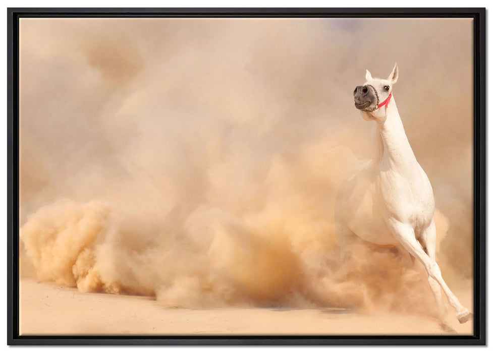 weißes Pferd in der Wüste auf Leinwandbild gerahmt Größe 100x70