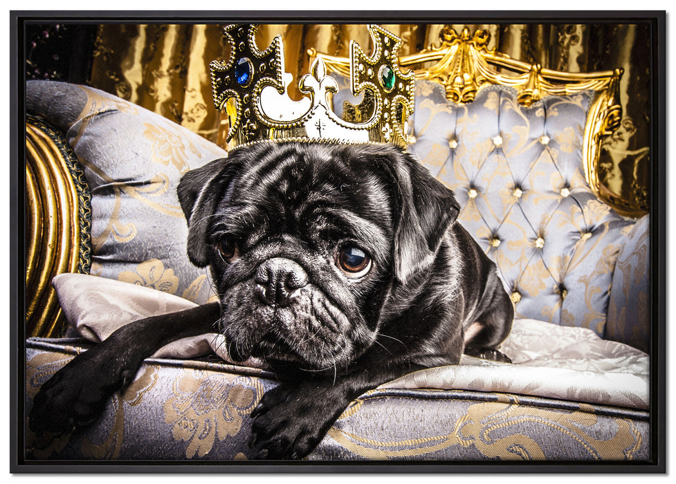 Süßer Mops auf dem Thron auf Leinwandbild gerahmt Größe 100x70