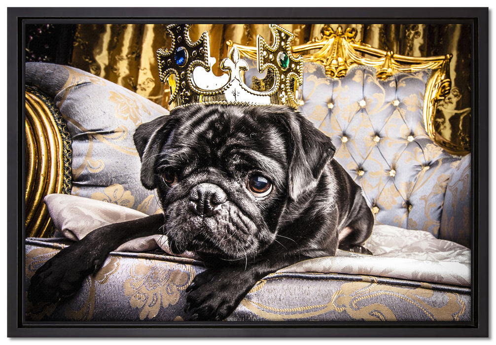 Süßer Mops auf dem Thron auf Leinwandbild gerahmt Größe 60x40