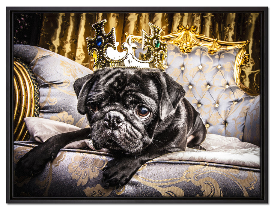 Süßer Mops auf dem Thron auf Leinwandbild gerahmt Größe 80x60
