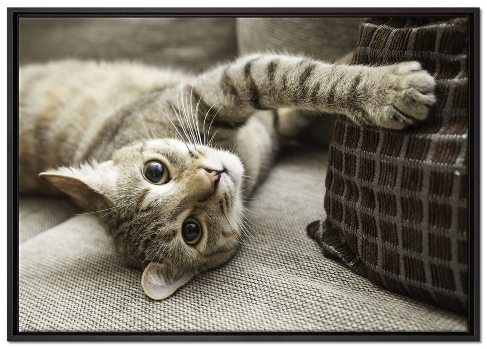 Süßes Kätzchen spielt auf Leinwandbild gerahmt Größe 100x70