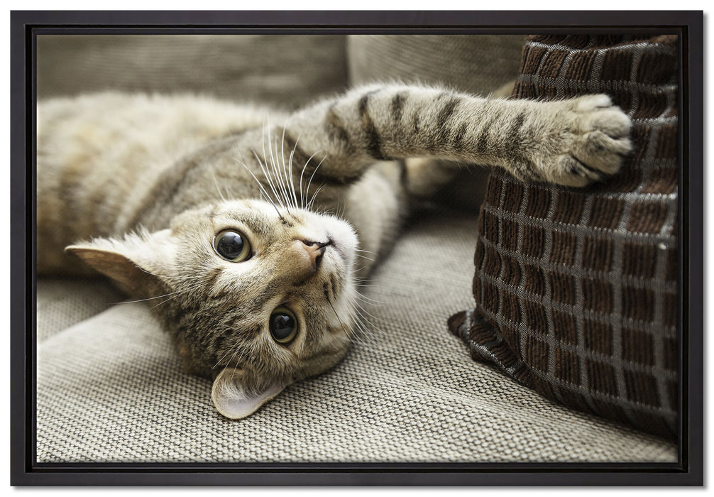 Süßes Kätzchen spielt auf Leinwandbild gerahmt Größe 60x40